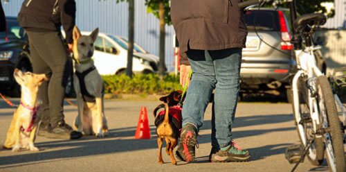 Alltagstraining Hundeschule in St. Leon Rot
