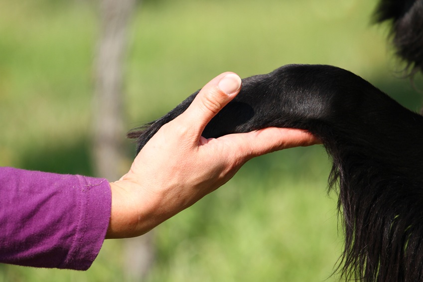 Hundetrainerin-Silvia-Di-Jorio-mit-Django beim Dummytraining