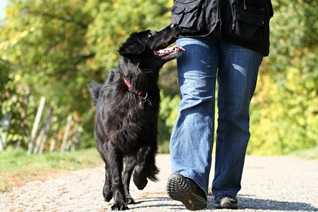 Hundetrainerin-Silvia-Di-Jorio-mit-Django beim Dummytraining