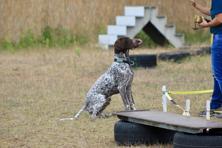 Hundetrainerin-Silvia-Di-Jorio-mit-Django beim Dummytraining