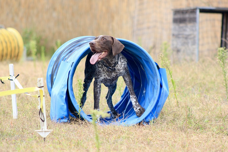 Hundetrainerin-Silvia-Di-Jorio-mit-Django beim Dummytraining